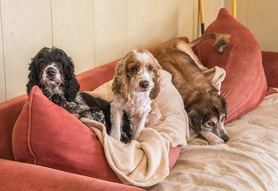 4-out-of-the-ordinar-animal-shelters-old-friends-2.jpg