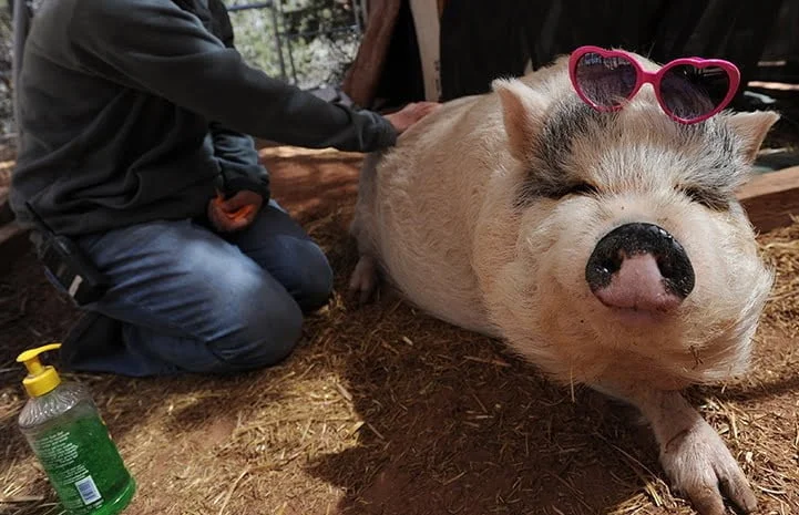 4-out-of-the-ordinary-animal-shelters-best-friends-1.jpg