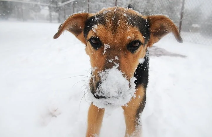 4-out-of-the-ordinary-animal-shelters-best-friends-2.jpg