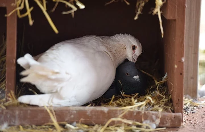 4-out-of-the-ordinary-animal-shelters-best-friends-3.jpg