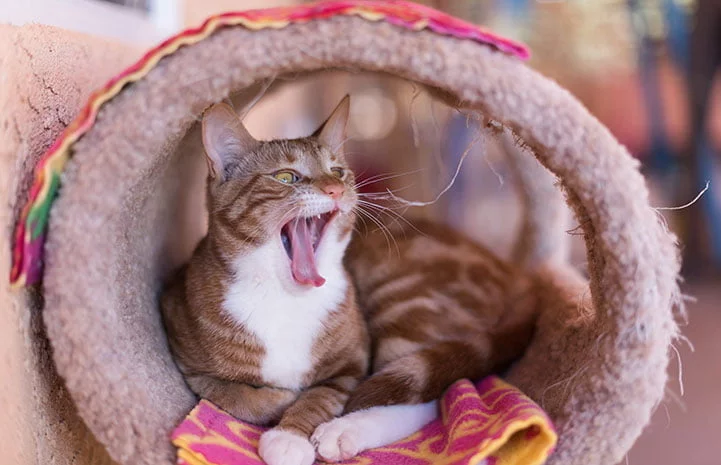 4-out-of-the-ordinary-animal-shelters-best-friends-4.jpg