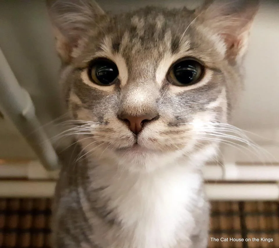 4-out-of-the-ordinary-animal-shelters-cat-kings-1.jpg