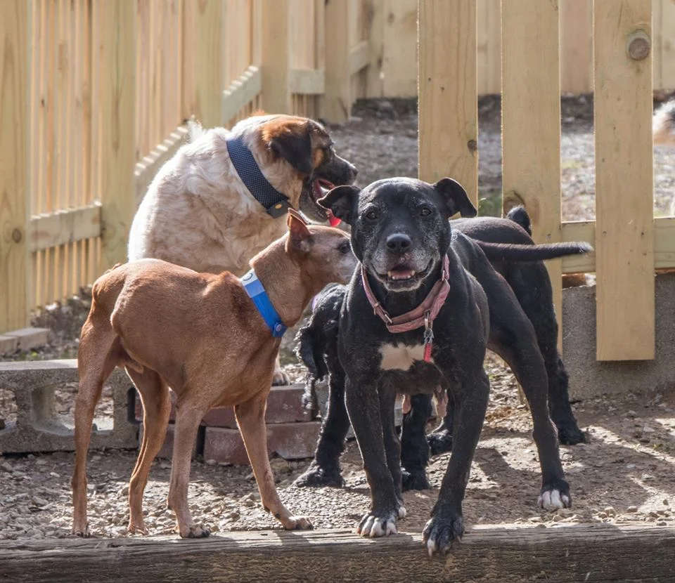 4-out-of-the-ordinary-animal-shelters-old-friends-1.jpg